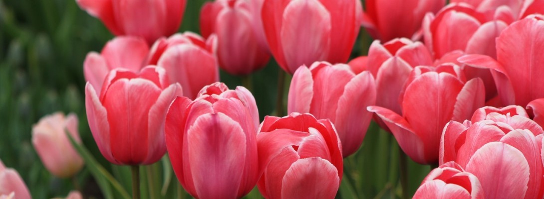 April brings in the highest conversions!