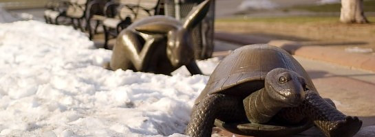 Why You Should Approach WA Training Like The Tortoise And The Hair