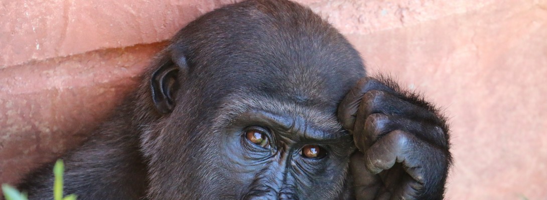 How Do You Learn Best