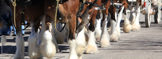 What Branding Can Do for You? Grab a Beer and Hang On!