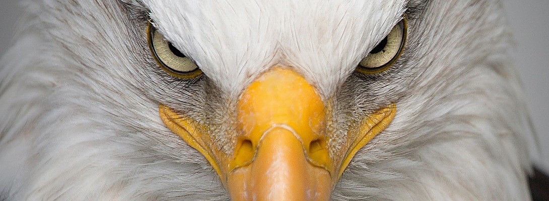 The Power of a Stare