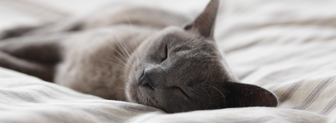 Can You Earn Money While You Are Sleeping?