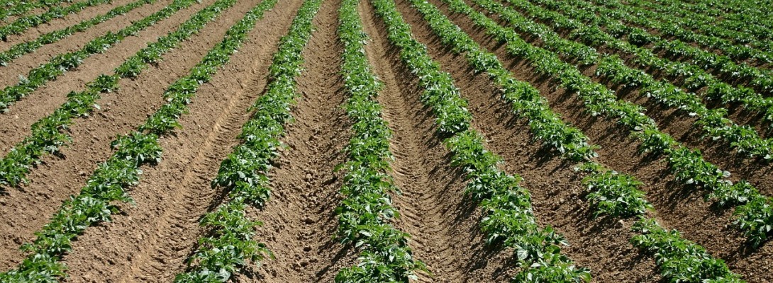 Don't let Your Content Get In A Rut - Use An Efficient Strategy