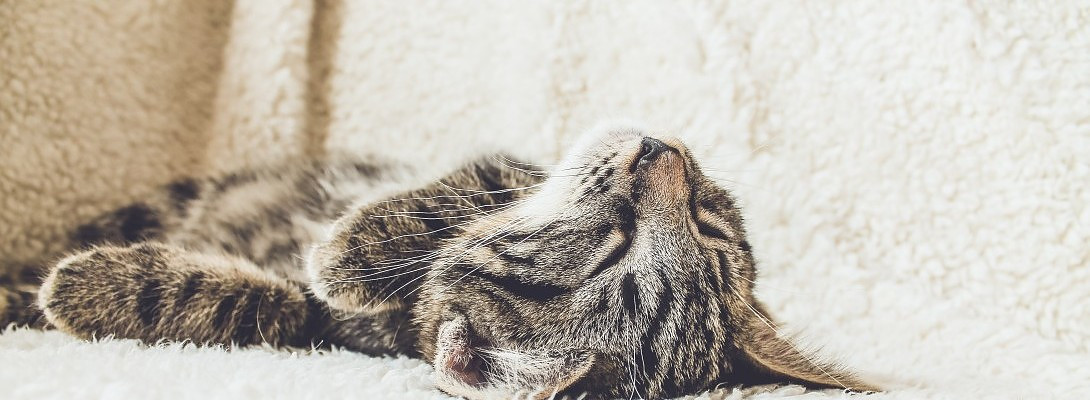 Are you lazy or procrastinate?