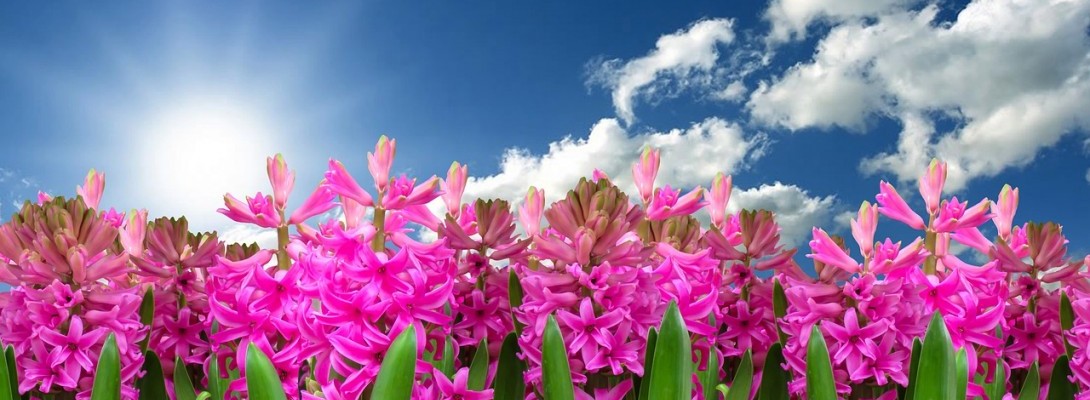 Easter and Spring a new beginning.