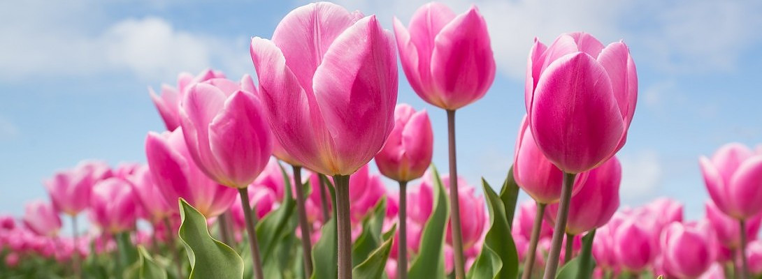 Happy Time is Spring Time