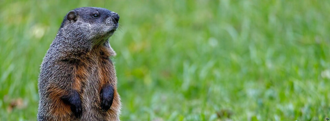 Groundhog's day results