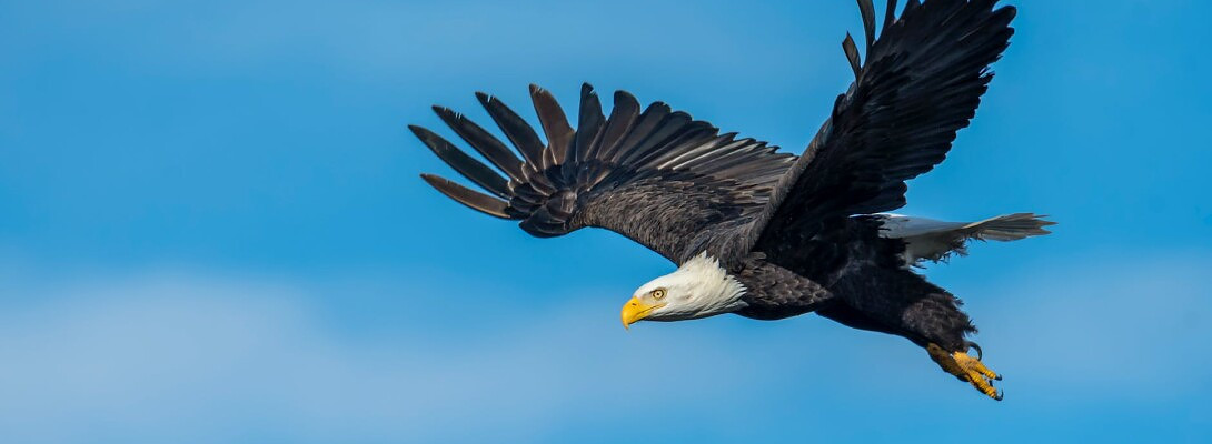 Eagles return to iowa