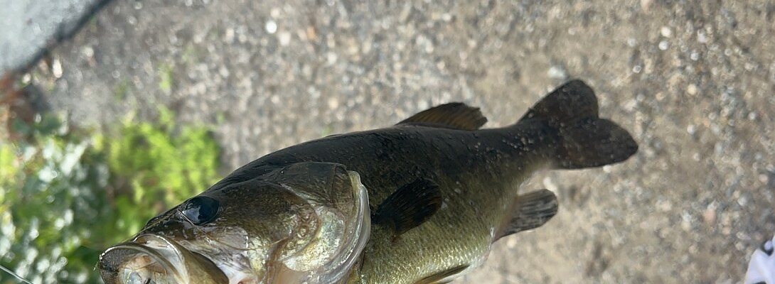 Catching the big FISH requires patience, strategy, and execution !