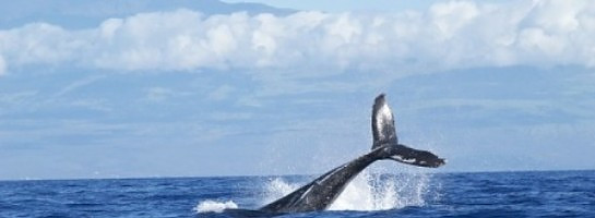 I’ve got a Gravatar by the tail it’s plain to see.