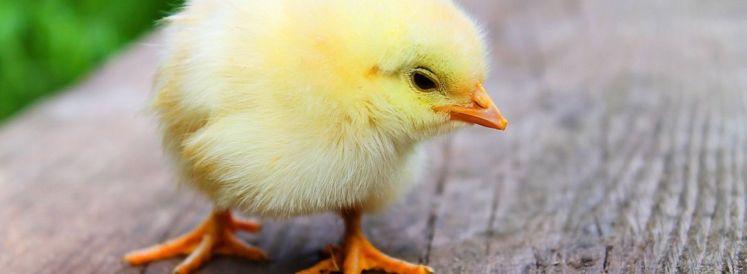 This Chicken Is Worthless!