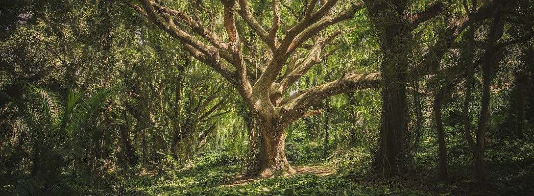 Why Am I Still A Wealthy Affiliate Member After 8 Years?