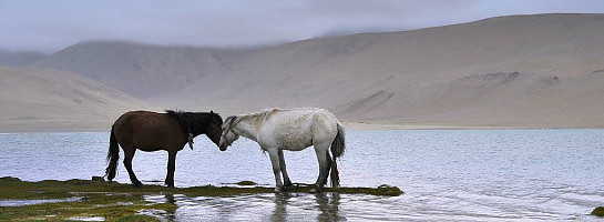 You can take a Horse to the Water.